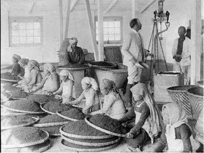 Women Workers Cleaning Tea Leaves in Factory in Darjeeling, India 1865