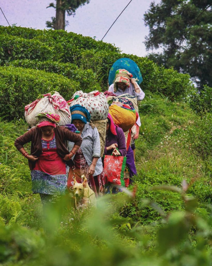 Darjeeling Tea