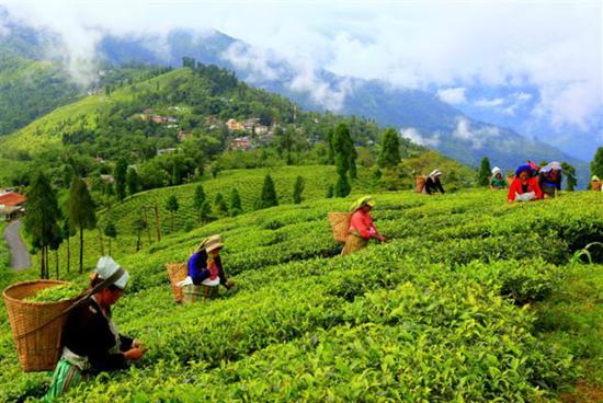 Mirik Tea Garden