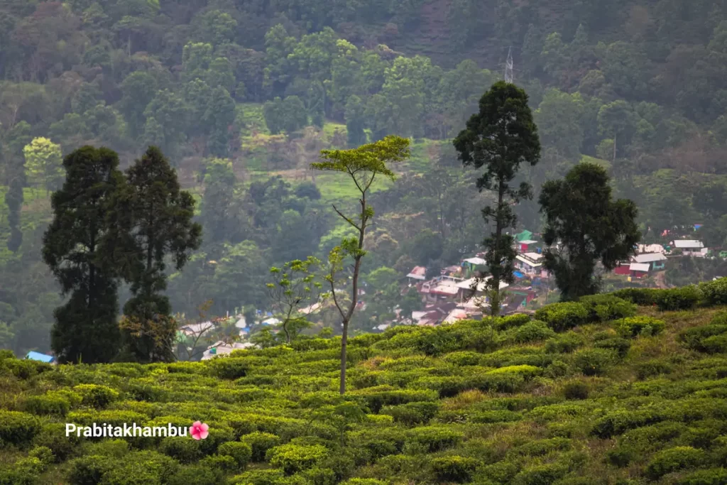 Darjeeling Tea Garden. Photo courtesy – Prabita Khambu Rai