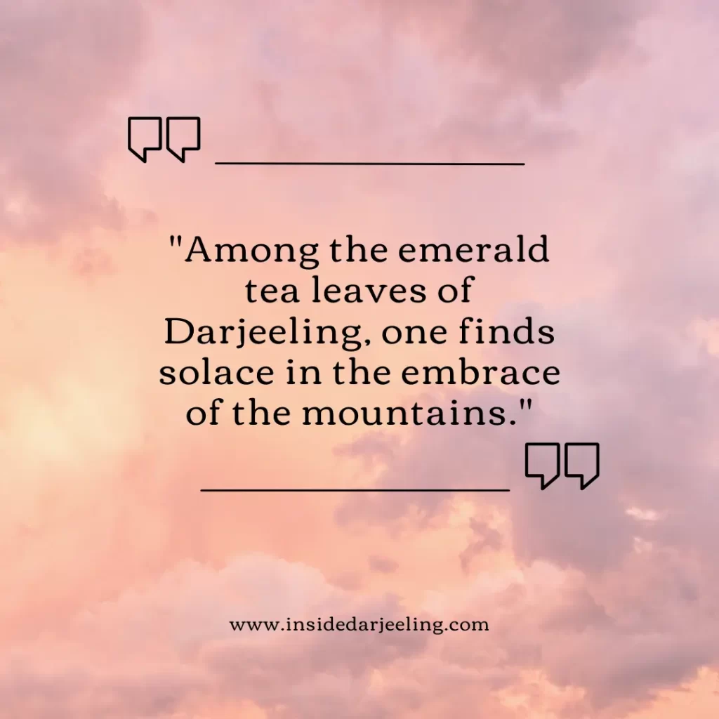 Among the emerald tea leaves of Darjeeling, one finds solace in the embrace of the mountains.