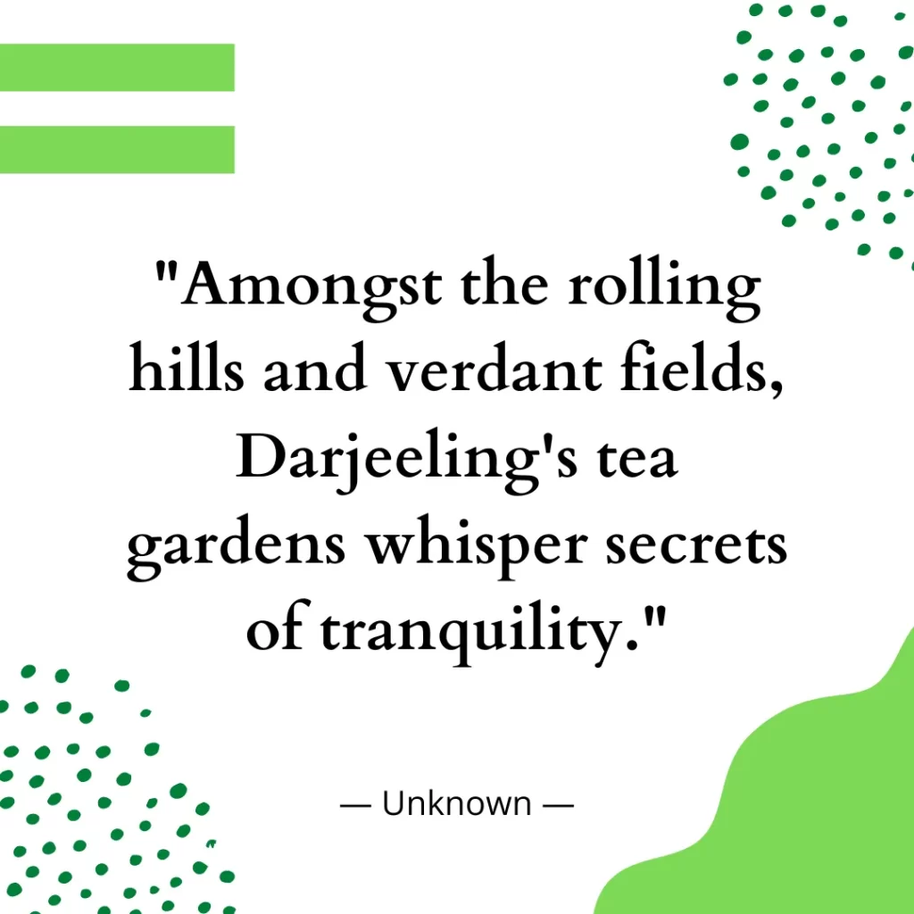 Amongst the rolling hills and verdant fields, Darjeeling's tea gardens whisper secrets of tranquility