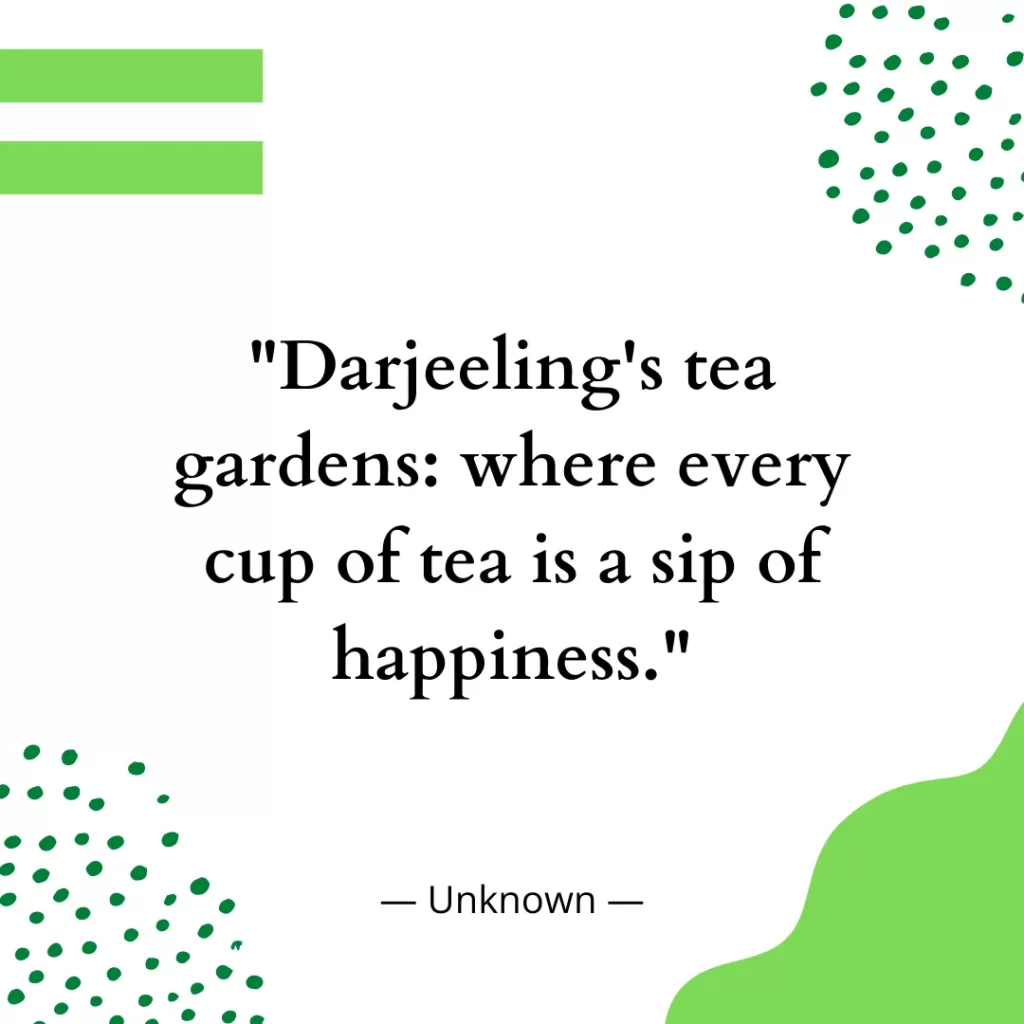 Darjeeling's tea gardens: where every cup of tea is a sip of happiness