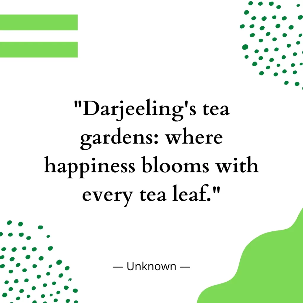 Darjeeling's tea gardens: where happiness blooms with every tea leaf