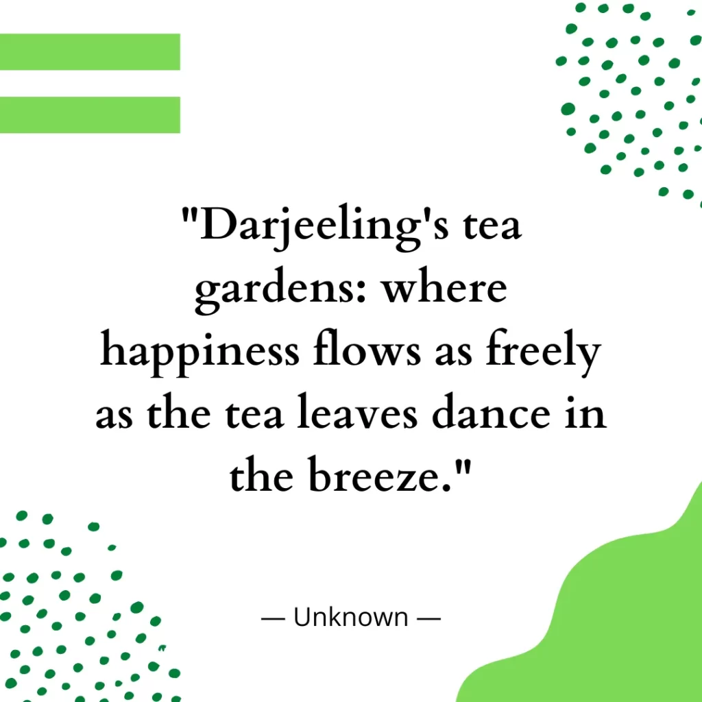 Darjeeling's tea gardens: where happiness flows as freely as the tea leaves dance in the breeze