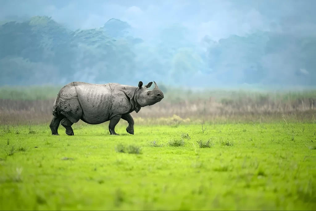 Kaziranga National Park, Assam