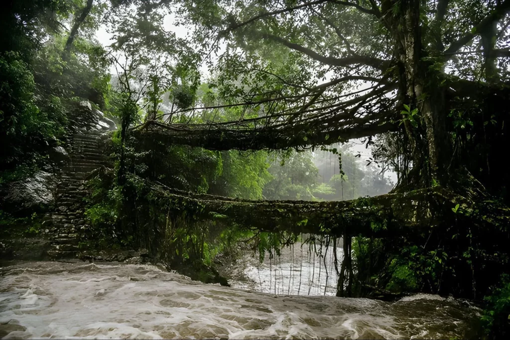 Living Root Bridges, Meghalaya